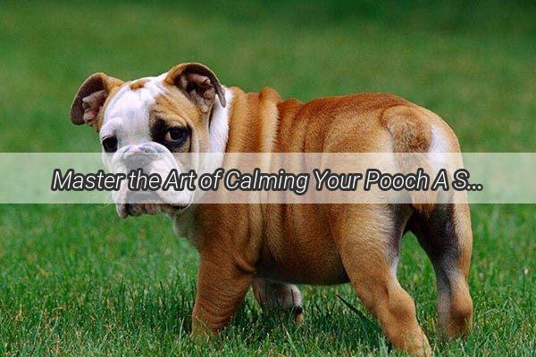 Master the Art of Calming Your Pooch A StepbyStep Guide to Safely Administering Shots